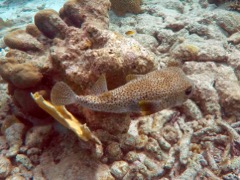 Porcupinefish (20